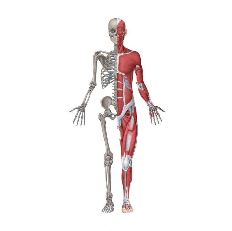 Skeletal and muscular human anatomy diagram for medical training and education.